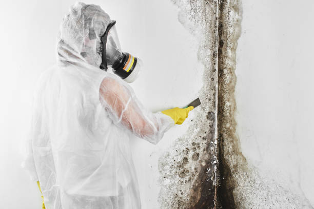 Best Toxic Mold Removal  in Twin Rivers, NJ
